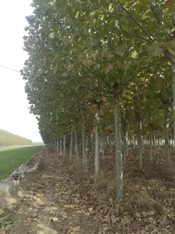 1732778534506211.jpg IMG_20231113_095750.jpg