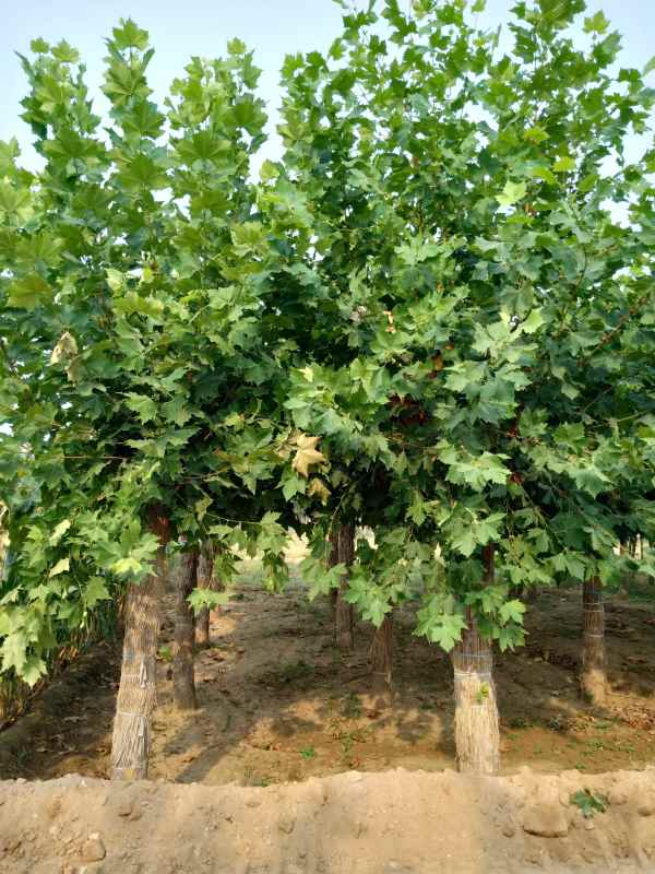 1732778832994063.jpg IMG20180913082558.jpg