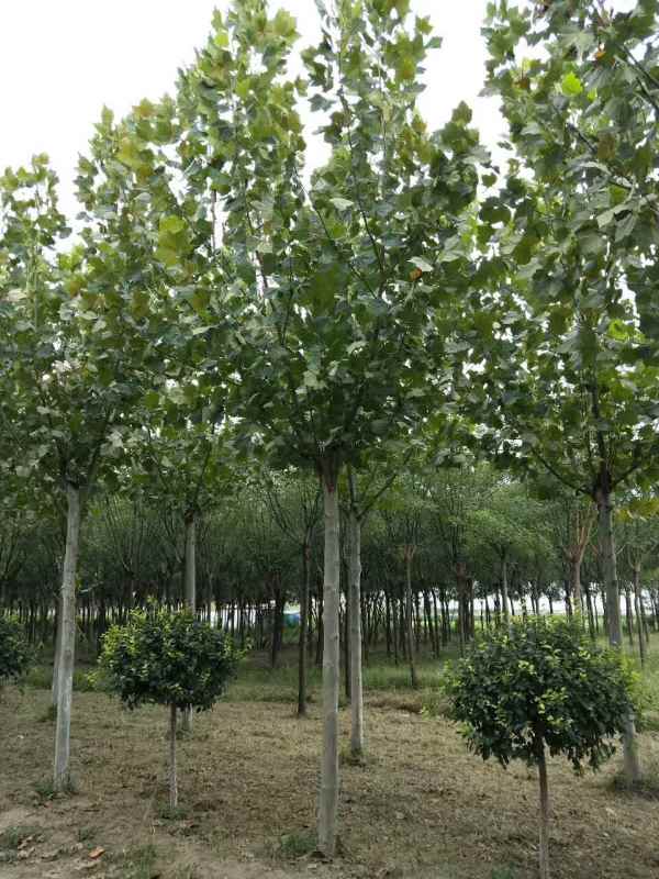 1732779090883592.jpg mmexport1504626560018.jpg