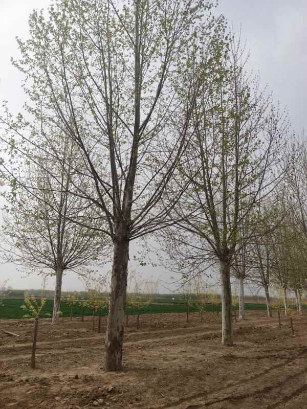 1732779381803567.jpg IMG_20230409_145805.jpg