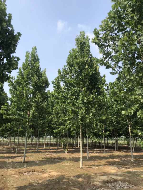 1732779459742988.jpg mmexport1570628684916.jpg