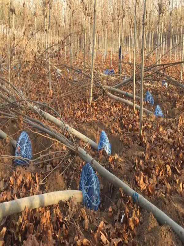 1732779586967812.jpg mmexport1573983040918.jpg