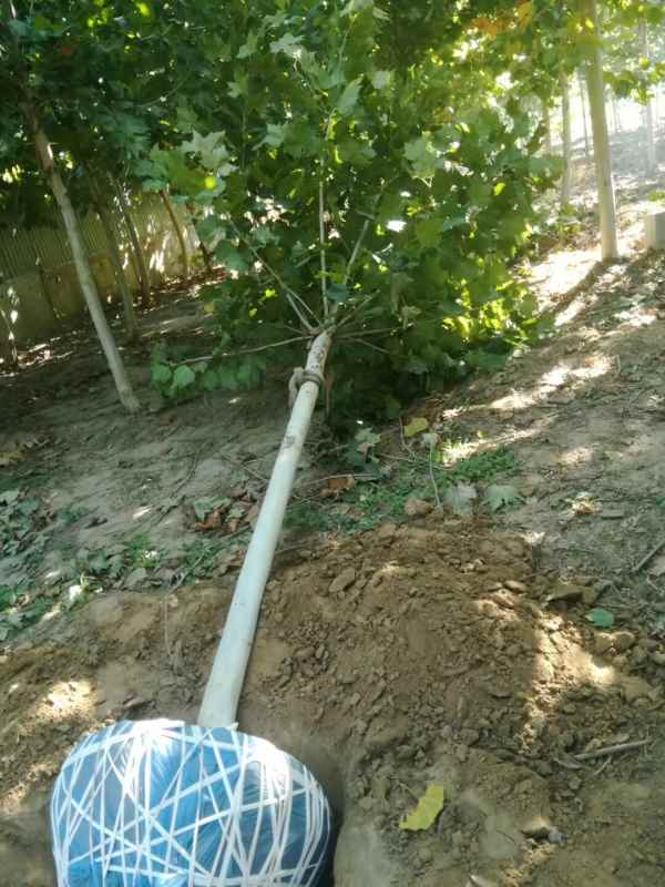 1732779682916102.jpg mmexport1540347447806.jpg