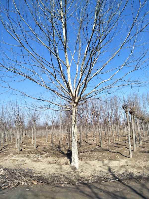 1732780088161040.jpg IMG20170224103433.jpg