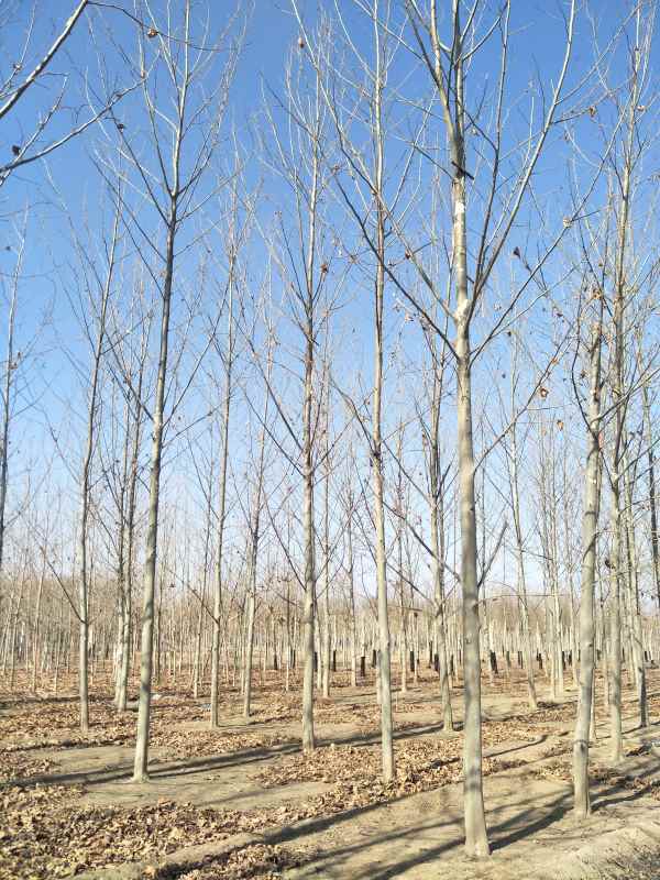 1732780415206580.jpg IMG20180131120318.jpg