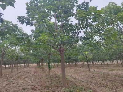 楸樹抗逆境養(yǎng)護(hù)策略_苗木價(jià)格行情免費(fèi)報(bào)價(jià)