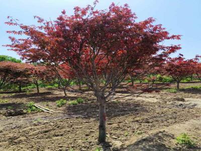 日本紅楓種植秘籍：讓紅葉滿(mǎn)園_提供苗木報(bào)價(jià)