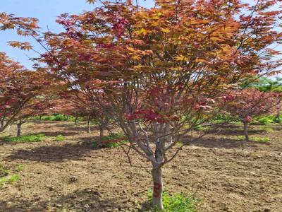 日本紅楓：從種植到觀(guān)賞的完整指南_提供苗木報(bào)價(jià)