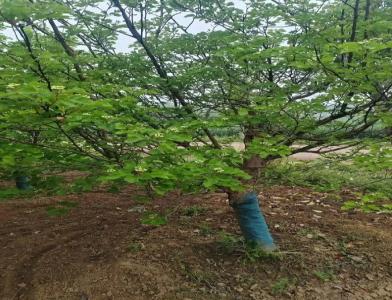 普及12公分垂柳種植需要注意點什么呢！