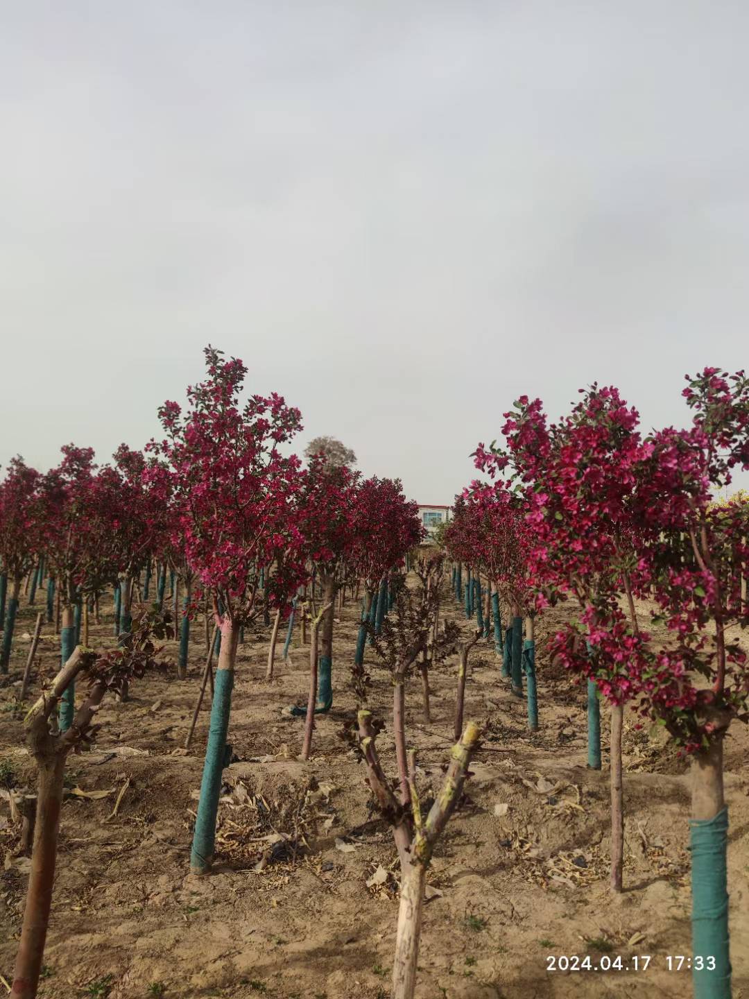 1759112846266163.jpg 1750404572500879.jpg