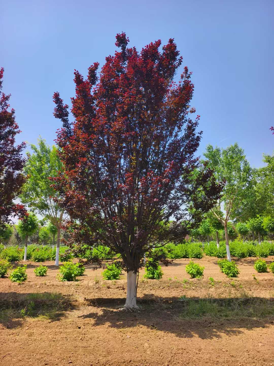 1759972513134986.jpg 9ad20d2b599d297eb7fc1aabe96cc492.jpg