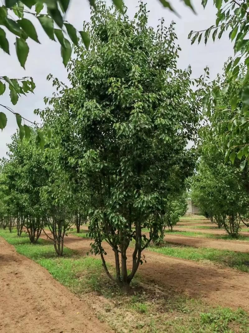 1760144865780307.jpeg 1750404946451666.jpeg